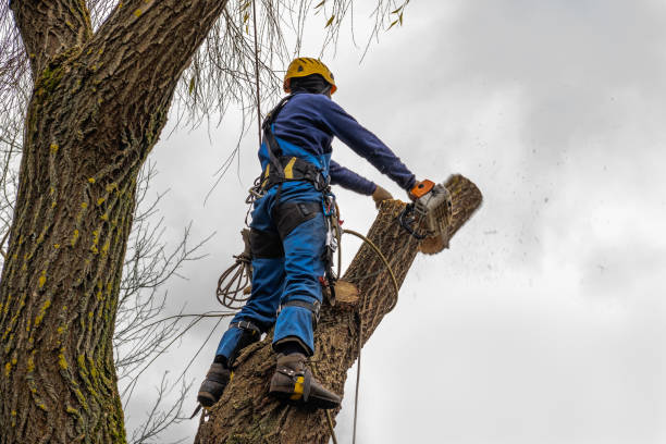 Seasonal Cleanup (Spring/Fall) in Richland, WA